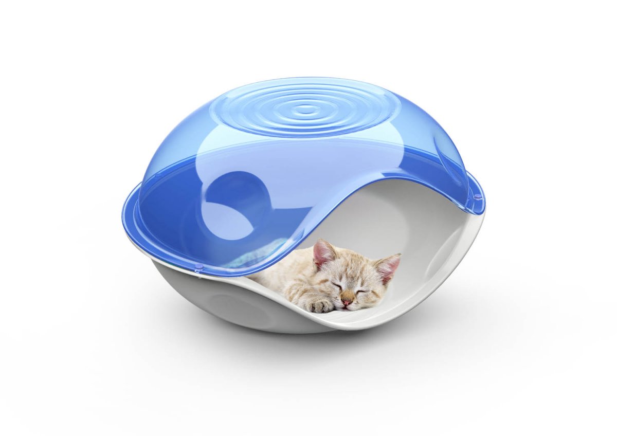 Duck Plain Transparent